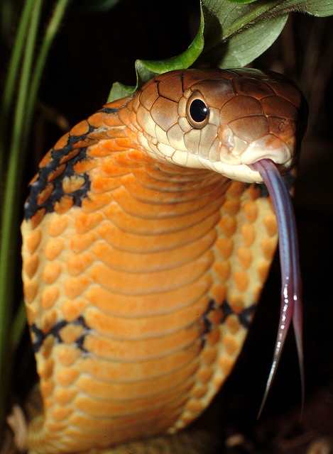 Photo:  King Cobra